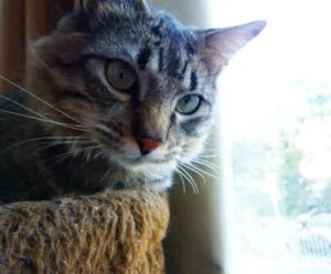 Gato raça SRD idade 2 anos nome Chico