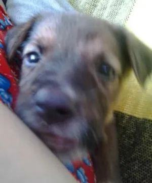 Cachorro raça vira lata idade 2 a 6 meses nome não tm