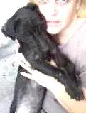 Cachorro ra a poodle idade 2 anos nome Florri