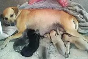 Cachorro raça vira lata idade Abaixo de 2 meses nome bebe