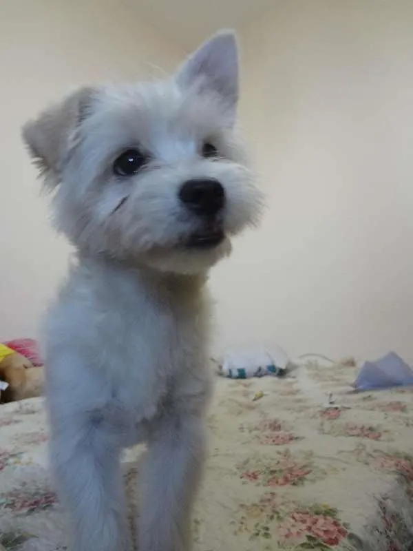 Cachorro ra a SRD idade 7 a 11 meses nome Snow GRATIFICA