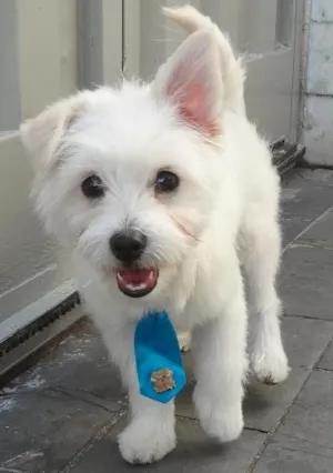 Cachorro raça SRD idade 7 a 11 meses nome Snow GRATIFICA