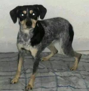 Cachorro raça SRD idade 1 ano nome Bella
