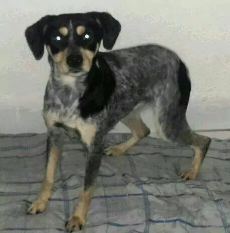 Cachorro ra a SRD idade 1 ano nome Bella