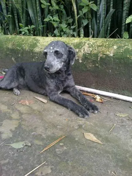 Cachorro ra a MIX POODLE idade 1 ano nome LUNA