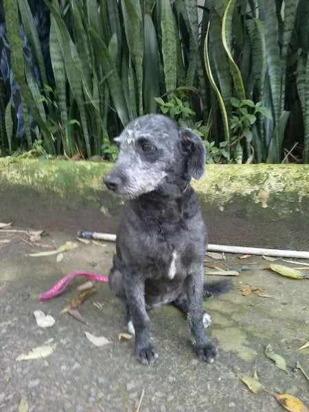 Cachorro ra a MIX POODLE idade 1 ano nome LUNA