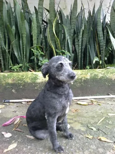 Cachorro ra a MIX POODLE idade 1 ano nome LUNA