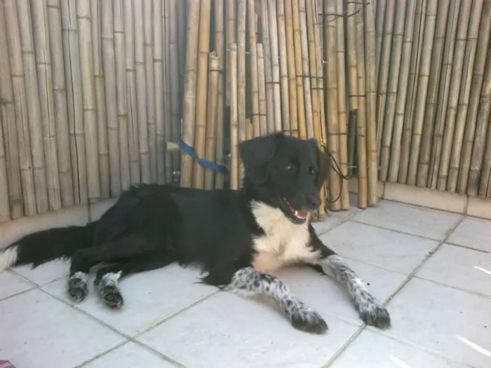 Cachorro ra a MIX BORDER COLLIE idade 1 ano nome COOKIE