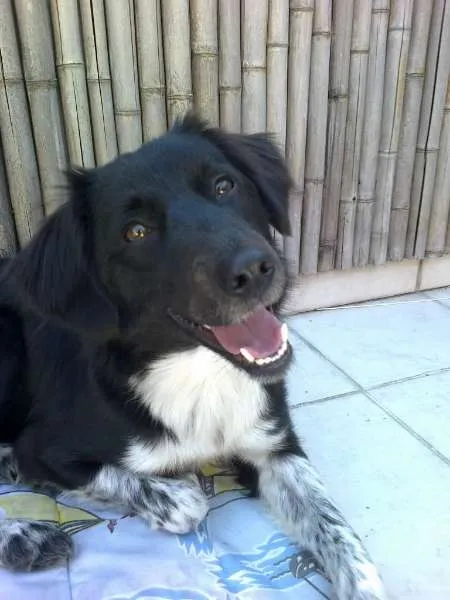 Cachorro ra a MIX BORDER COLLIE idade 1 ano nome COOKIE