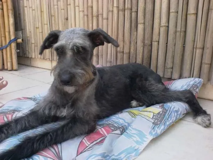 Cachorro ra a MINI MIX SCHNAUZER idade 1 ano nome MUFFIN JR