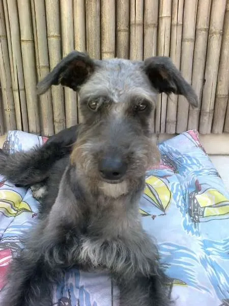 Cachorro ra a MINI MIX SCHNAUZER idade 1 ano nome MUFFIN JR