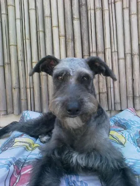 Cachorro ra a MINI MIX SCHNAUZER idade 1 ano nome MUFFIN JR