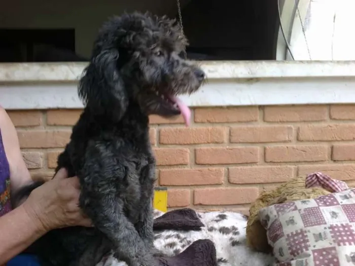 Cachorro ra a POODLE idade  nome JOULIE