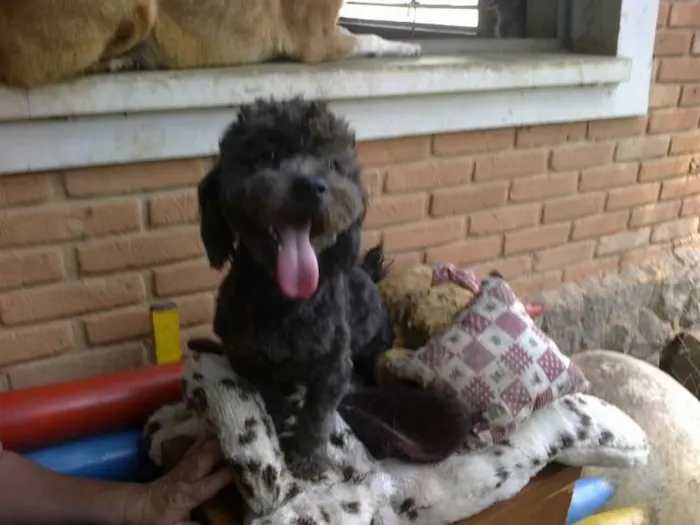 Cachorro ra a POODLE idade  nome JOULIE