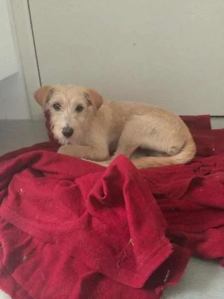 Cachorro raça SRD idade 2 a 6 meses nome Carmela