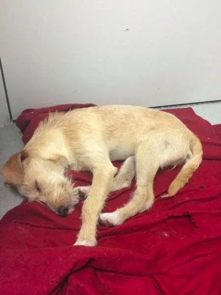 Cachorro raça SRD idade 2 a 6 meses nome Carmela