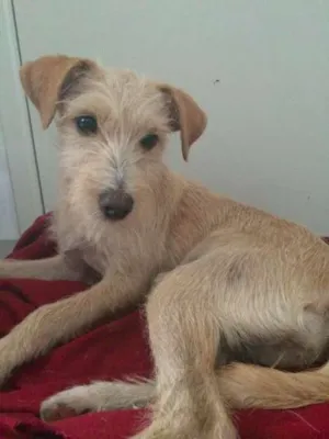 Cachorro raça SRD idade 2 a 6 meses nome Carmela
