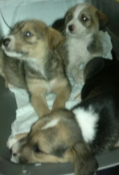Cachorro ra a SRD idade Abaixo de 2 meses nome S/nome 