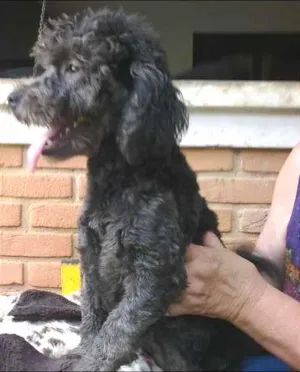 Cachorro raça POODLE idade  nome JOULIE