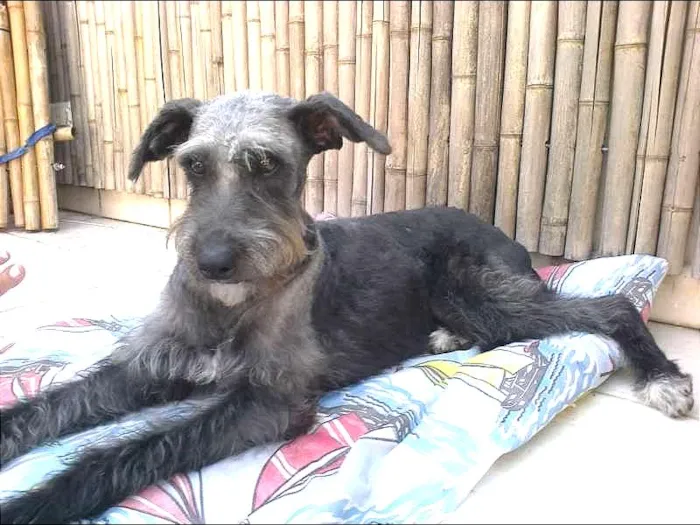 Cachorro ra a MINI MIX SCHNAUZER idade 1 ano nome MUFFIN JR
