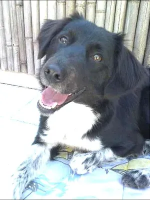 Cachorro raça MIX BORDER COLLIE idade 1 ano nome COOKIE