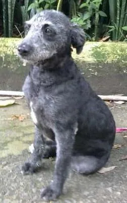 Cachorro ra a MIX POODLE idade 1 ano nome LUNA