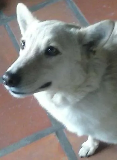Cachorro ra a MIX PASTOR CANADENSE idade 2 anos nome LUPE