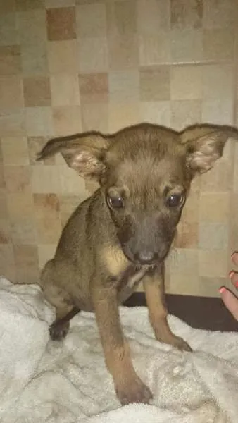 Cachorro ra a SRD idade Abaixo de 2 meses nome IPANEMA