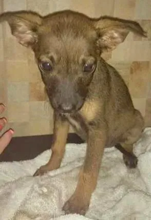 Cachorro ra a SRD idade Abaixo de 2 meses nome IPANEMA