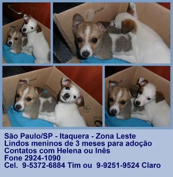 Cachorro ra a SRD idade 2 a 6 meses nome á escolher 