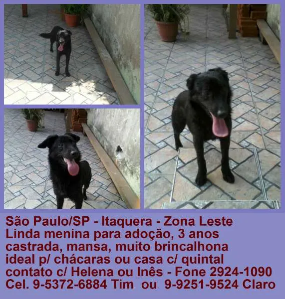 Cachorro ra a SRD idade 3 anos nome Neguinha