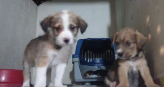 Cachorro ra a SRD idade Abaixo de 2 meses nome S/nome 