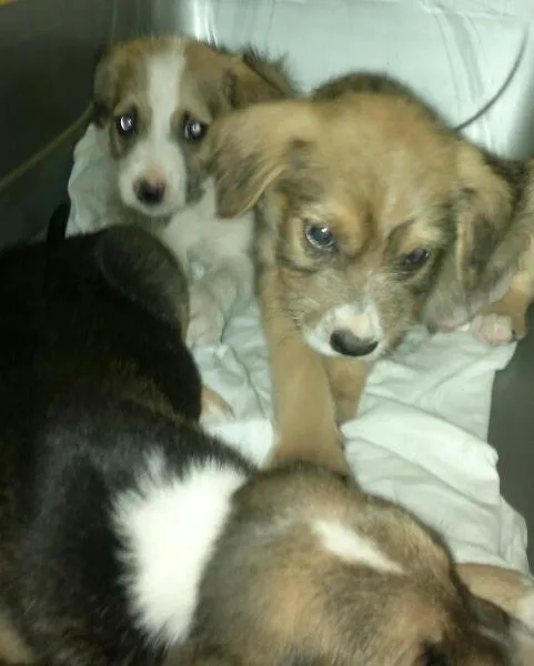 Cachorro ra a SRD idade Abaixo de 2 meses nome S/nome 