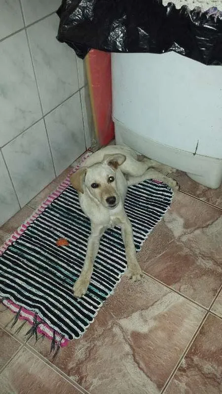 Cachorro ra a viralata idade 2 a 6 meses nome julio