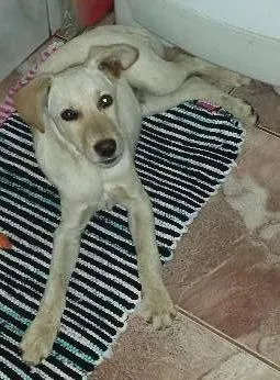 Cachorro ra a viralata idade 2 a 6 meses nome julio