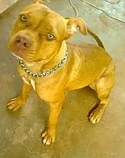 Cachorro raça pitbull idade 2 anos nome Aiza GRATIFICA