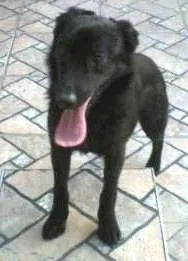 Cachorro raça SRD idade 3 anos nome Neguinha