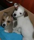 á escolher 
