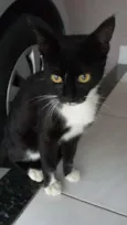 pretinha