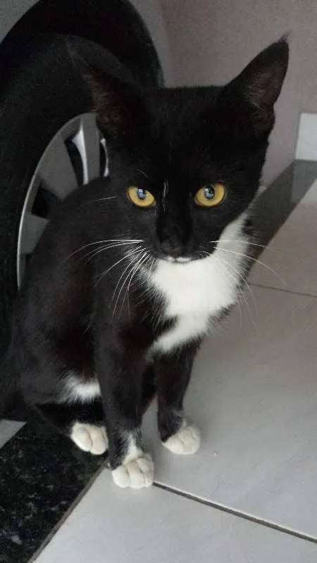 Gato ra a  idade 7 a 11 meses nome pretinha
