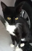 pretinha
