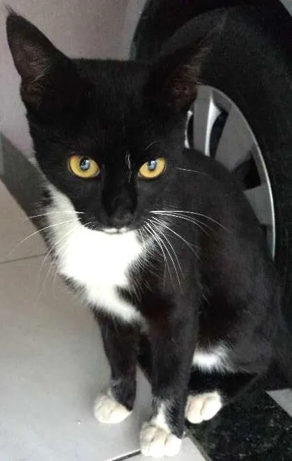 Gato ra a  idade 7 a 11 meses nome pretinha