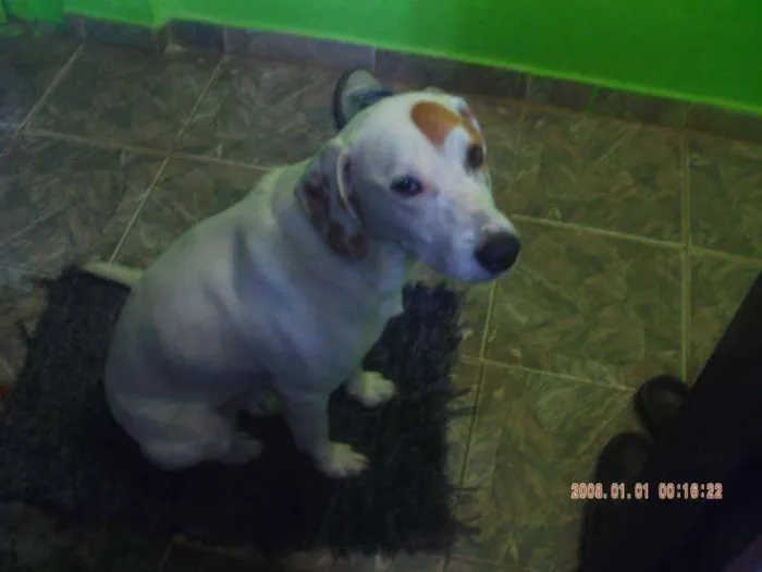 Cachorro raça rnd idade 2 a 6 meses nome Max