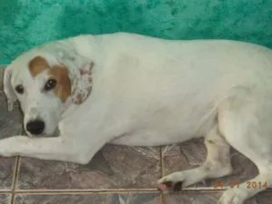 Cachorro raça rnd idade 2 a 6 meses nome Max