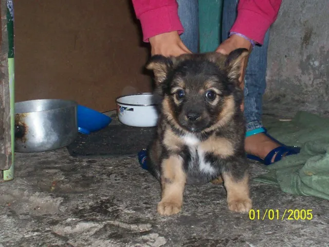 Cachorro ra a SRD idade 2 a 6 meses nome corujinha