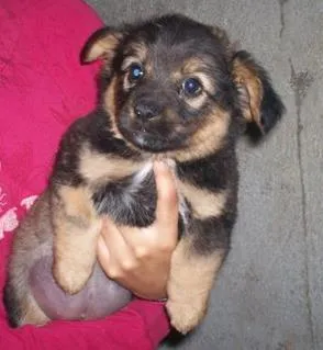 Cachorro ra a SRD idade 2 a 6 meses nome corujinha