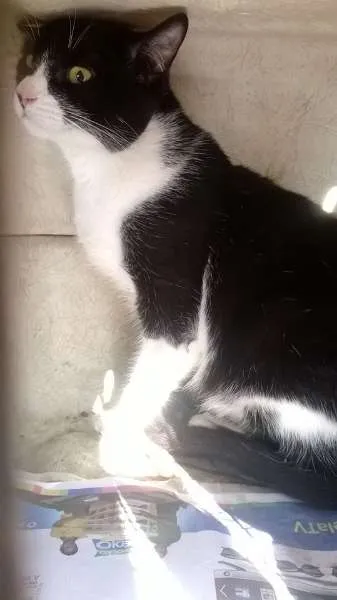 Gato ra a sem raça definida idade 1 ano nome Frajola