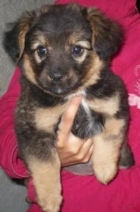Cachorro raça SRD idade 2 a 6 meses nome corujinha