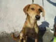 Luan