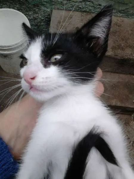 Gato ra a SRD idade 2 a 6 meses nome ninhadinha